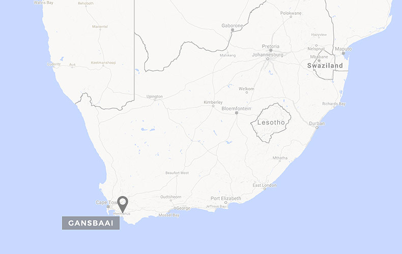 Best Shark Dive Sites: Gansbaai, South Africa