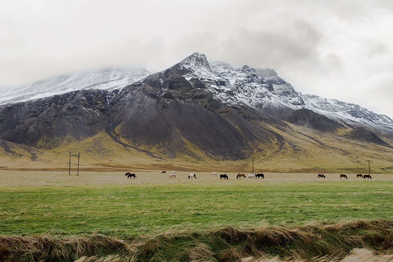 The Icelandic Horse | NORDH.ME