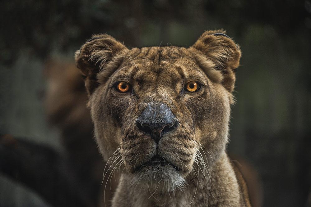 Wild Animal Portraits