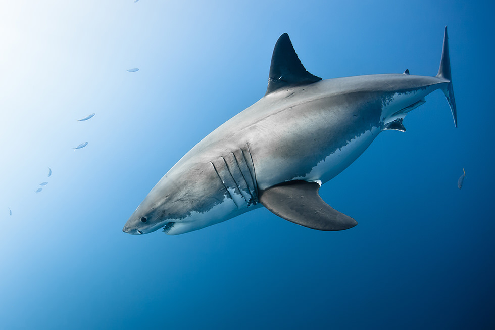 Best Shark Dive Sites